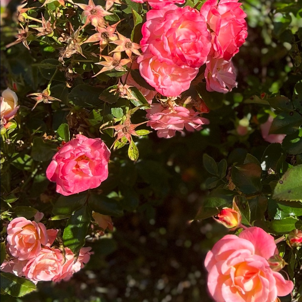 BUNDLE 5 FOR $20!!!!!